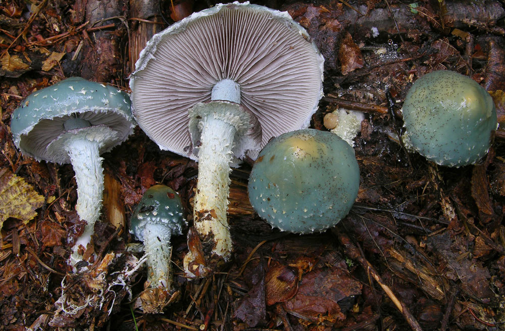 Funghi facili di ottobre(1).